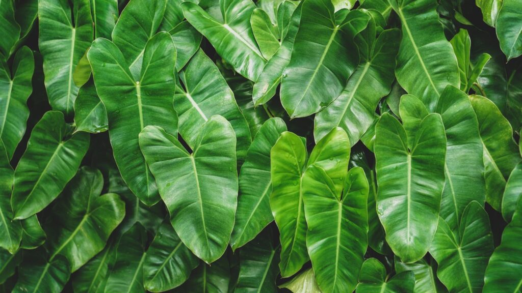 How to Build a Vertical Philodendron
